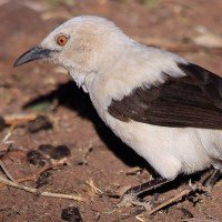Southern Pied-Babbler